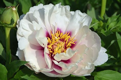 Southern Peony 2017 Intersectional Peony Blooms Week 4 Mid