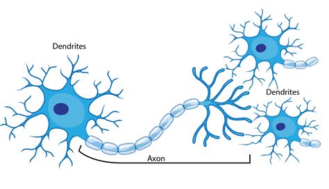 Neuron And Synapse Diagram