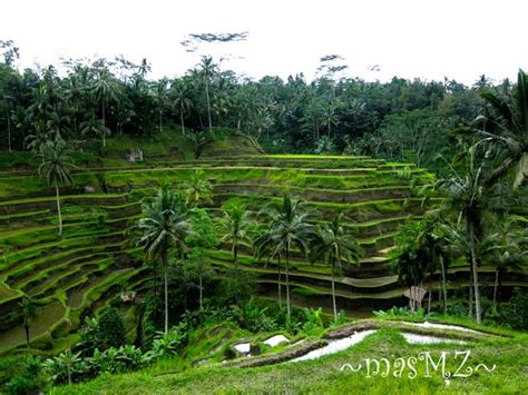 Kaki Jalan Bali Melihat Padi Bukit Di Tegalalang