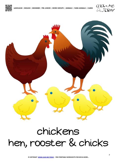 Chickens eat worms, insects, seeds, grains, snails, slugs, fruits, vegetables and many other foods. Farm animal flashcard Chickens - Printable card of Chickens