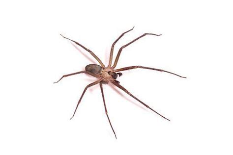 The Most Common Spiders Found In Indiana Nature Blog Network