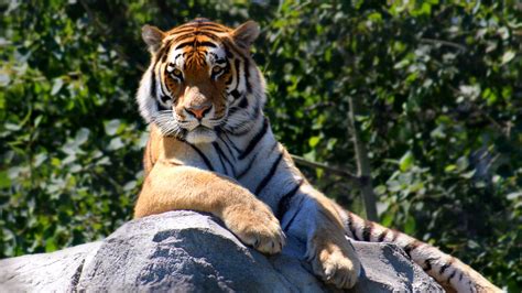 Desktop Wallpaper Tiger Sitting On Rock Animal Wildlife Hd Image