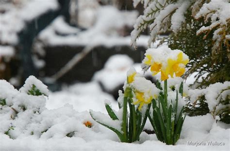 Daffodils In The Snow By Marjorie Wallace Redbubble
