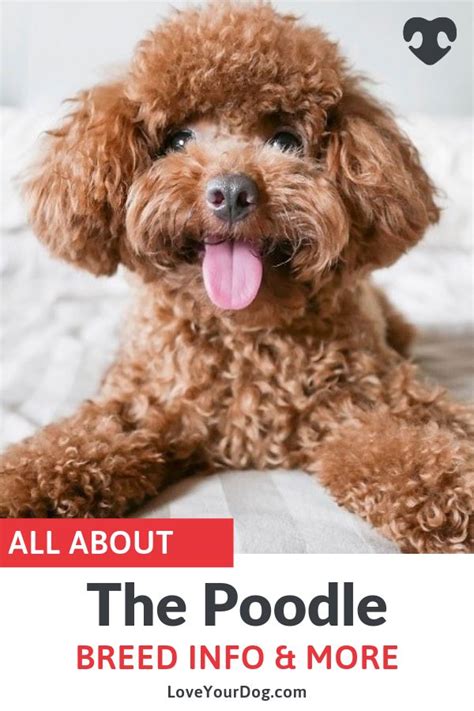 Poodle Breed Information Temperament Health And Sizes Standard