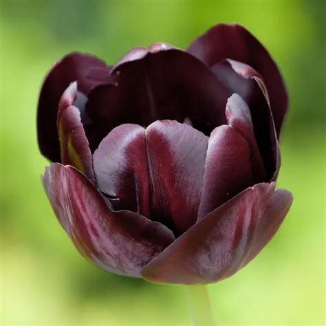 Send flowers to bangalore online using our fast and reliable services. Queen Of The Night Single Late Tulip in 2020 | Tulip bulbs ...