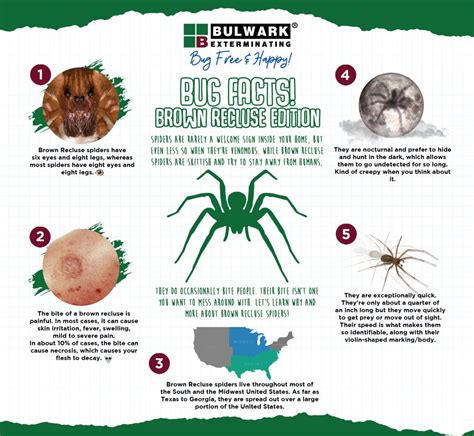 How To Avoid Brown Recluse Spider Bites