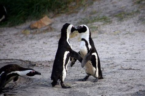 Pin By Sarah Bentley On Penguins Penguin Awareness Day Penguins