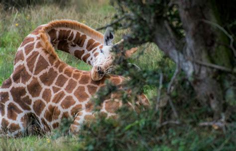 How Do Giraffes Sleep