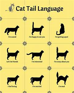 Home Blend Of Bites Cat Language Cat Language Cat Behavior