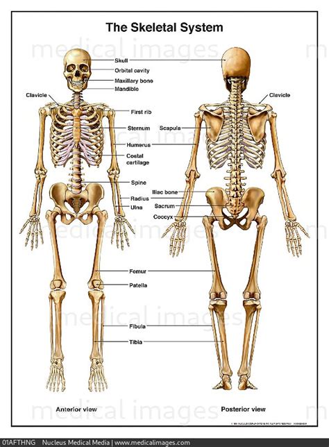 Stock Image Illustration Of The Human Skeletal System Skeleton