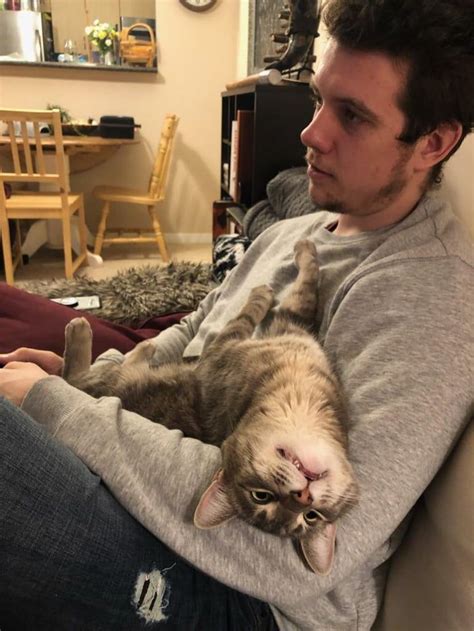 This Cat Enjoys Laying On The Lap When Its Human Plays Games Cats