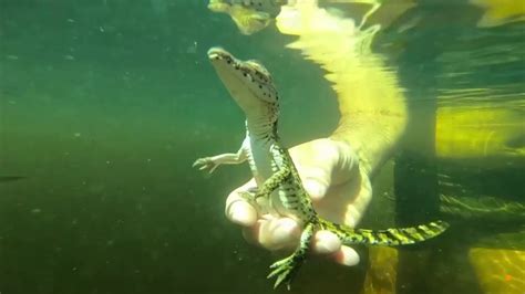 Cuban Scientists Race To Save The Worlds Rarest Crocodile Youtube