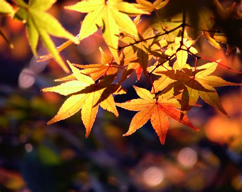 Lovely Leaves Autumn Photo 32492627 Fanpop