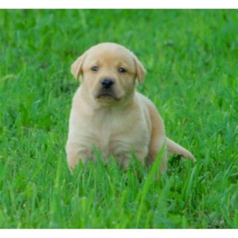 Yellow lab puppies in michigan. All puppies and dogs for sale and adoption in Michigan ...
