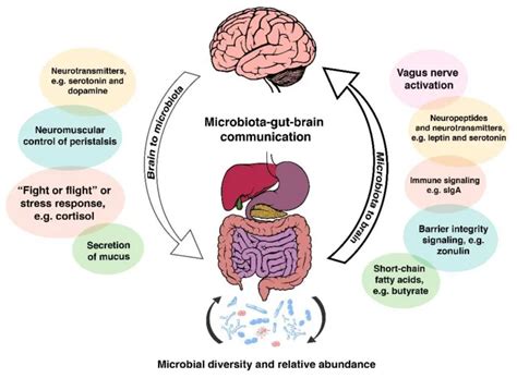 the microbiota gut brain axis what why and how to maintain gut and brain health gut brain