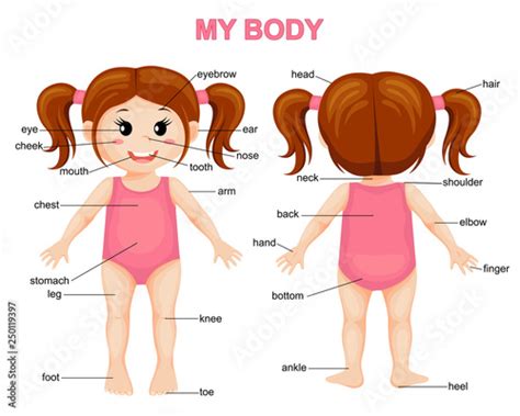My Body Cute Cartoon Girl Body Parts Poster Stock Vector Adobe Stock