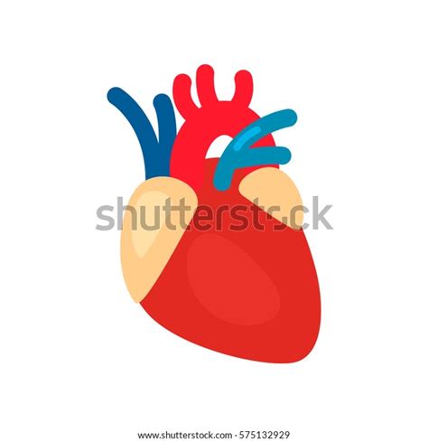 Human Heart Anatomy Heart Medical Science Stock Vector Royalty Free