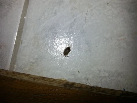 Small Bug In Bathroom In France Any One Knows Whatisthisthing Thanks