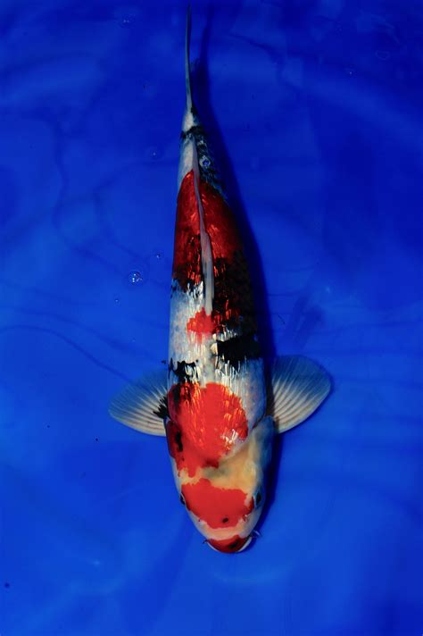 Check spelling or type a new query. Gin Rin Showa | Gin Rin Showa Koi Fish for Sale
