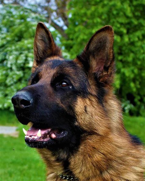 Zoro Is A 2 Year Old Fully Eurohund German Shepherds