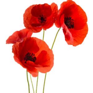 Gentil coquelicot mesdames, gentil coquelicot nouveau pour illustrer la comptine gentil coquelicot le dessin nous montre un bouquet. Carte Cadeau Coquelicot - Essentiel