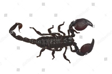 Emperor Scorpion Pandinus Imperator Editorial Stock Photo Stock Image