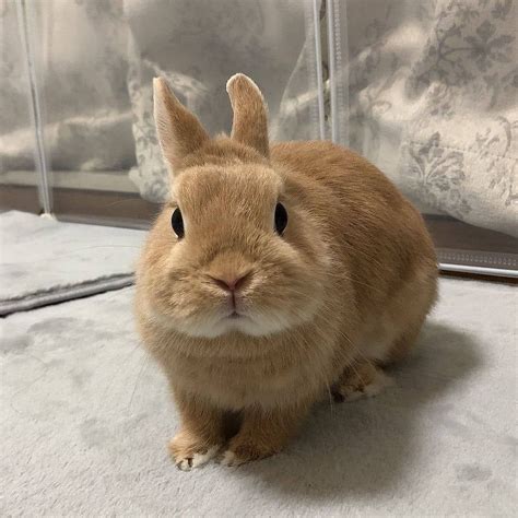 Rabbits Realm On Instagram 🐰how Cute Is This Bunny From 1 To 10