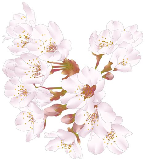 ロイヤリティフリー桜 花びら フリー素材 透過 イラストのアイデア