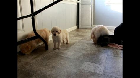 If your interested in being a guardian family for one of our wonderful girls. Goldendoodle Puppies For Sale - YouTube