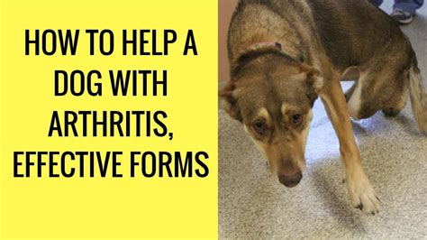 How To Help A Dog With Arthritis Effective Forms Youtube