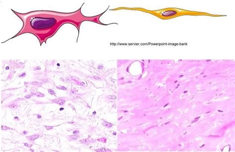Fibroblast Vs Fibrocyte Histology