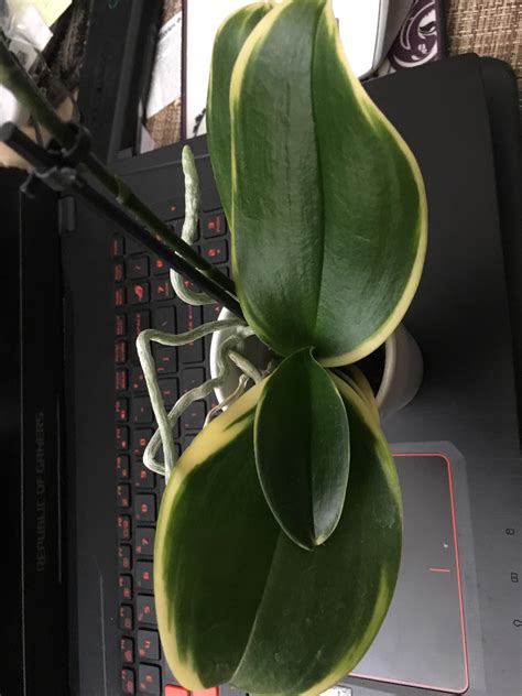 Variegated Orchid Found At Ikea Orchids