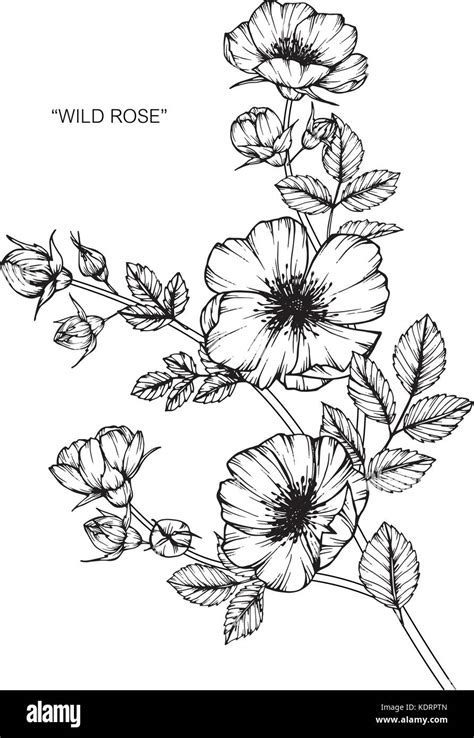 Wild Roses Flower Drawing Illustration Black And White With Line Art