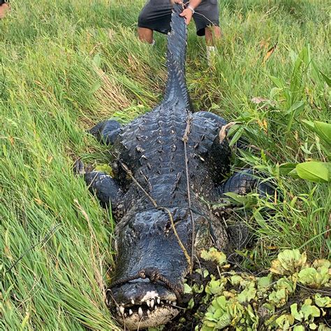 Hecht Group Alligators In Florida