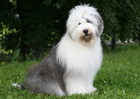 Old English Sheepdog Breed Info Pictures Traits And Care Dogster