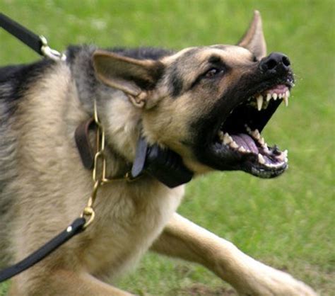 Causes Of Dog Aggression Pethelpful