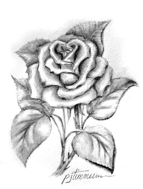 Single Rose Pencil Drawing Pencils In 2019 Drawings Flower
