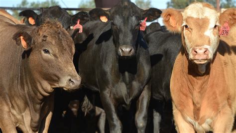 Texas Beef Producers Look For Record Year
