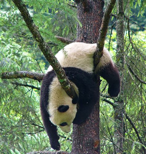 Pandas In Trees At The Wolong Research Center China Travel Photos By