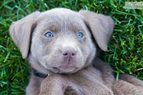 Browse cute pups for sale listed near you. Labrador Retriever Puppies Near Me