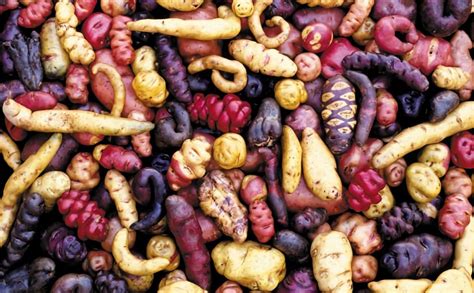 Native Potatoes From Forgotten Crop To Culinary Boom And Market