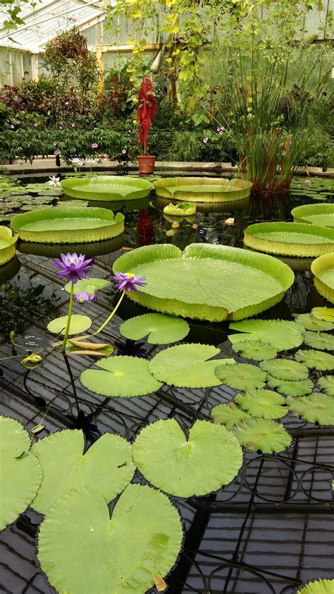 Inside there is a pond of about 15 metres in diameter containing as the name of the glasshouse suggests, waterlilies, but also lotus, ferns, papyrus and others that i've got no chance of identifying. In the beautiful Waterlily House at Kew Gardens. | Plantas ...
