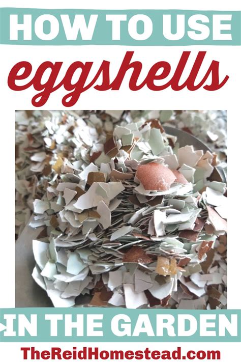 How To Use Eggshells In The Garden To Benefit Your Plants Egg