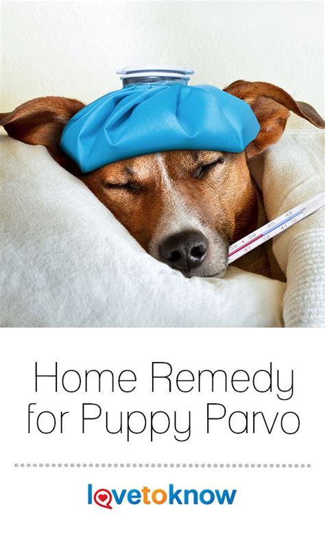 Cats with parvo oftentimes have violent and uncomfortable diarrhea. Home Remedy for Puppy Parvo (With images) | Cat care ...
