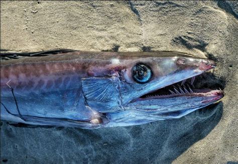 Monster Lancetfish Found At Dog Beach In Ob