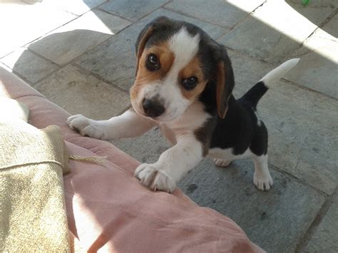 2 Month Old Beagle Puppy Cute Beagles Cute Puppies Dogs And Puppies