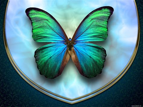 Free Download Download Wallpaper Green Butterfly Download Photo