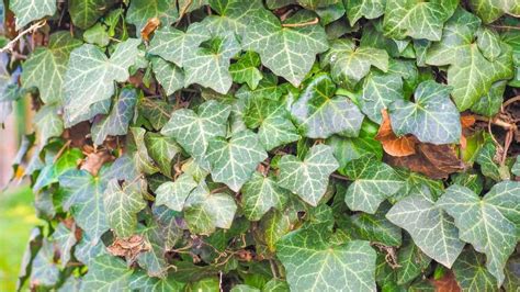 Why Is My Ivy Losing Its Leaves Top Reasons To Check