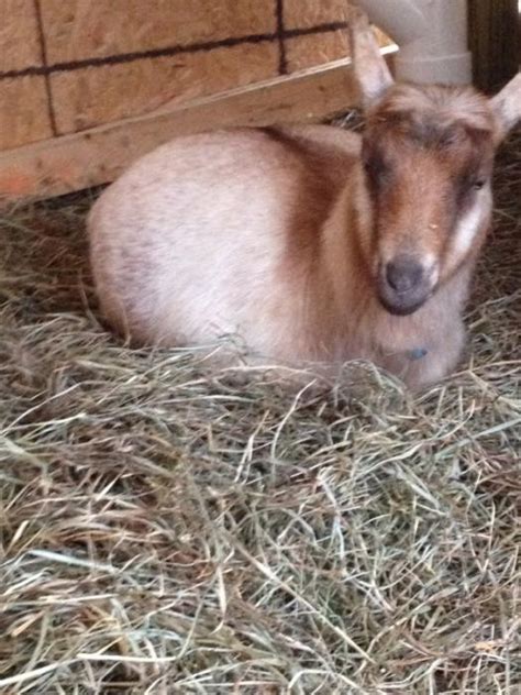 Pregnant Goat Behavior The Goat Spot Forum