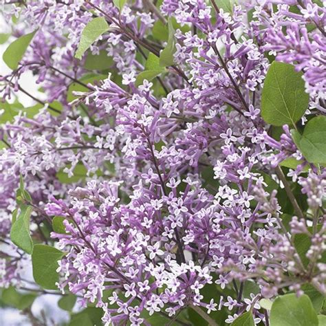 Buy Repeat Flowering Dwarf Lilac Syringa Meyeri Flowerfesta Purple